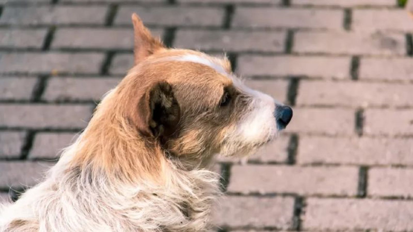 artrosis en perros 4