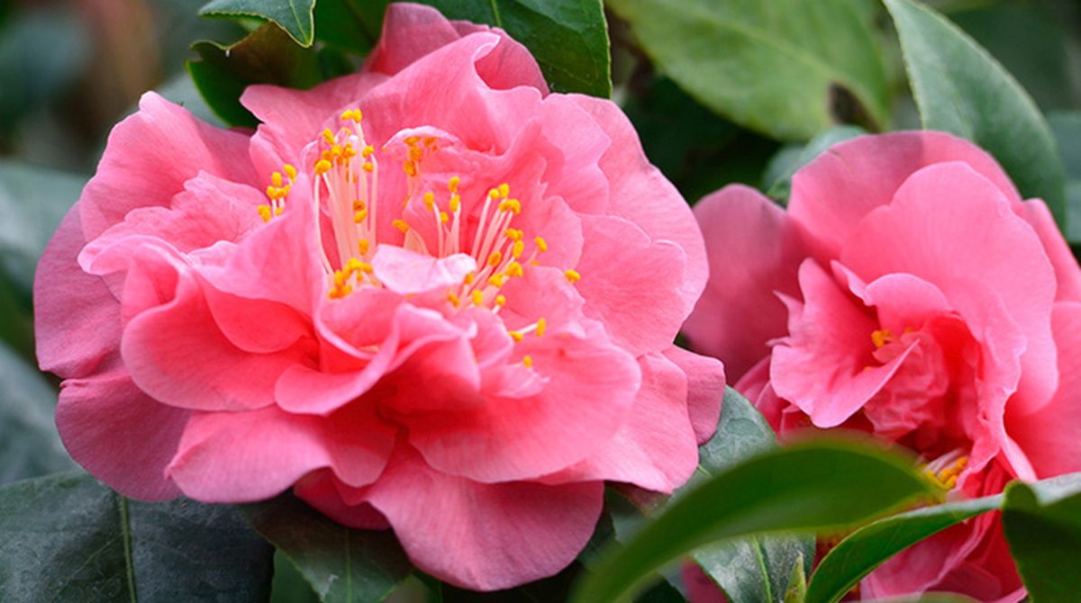 cuidados mantenimiento de las camelias