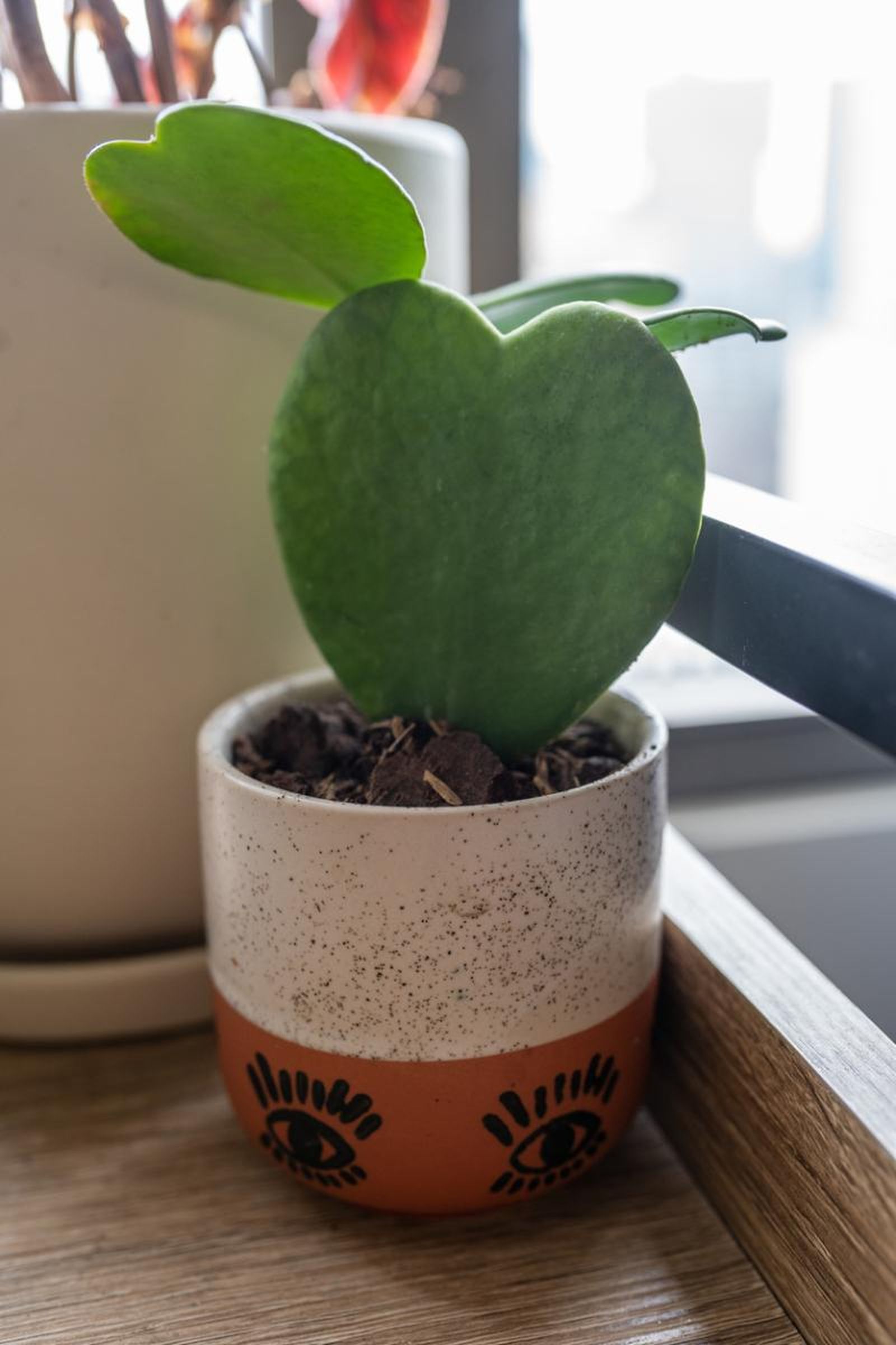 Hoya kerrii.