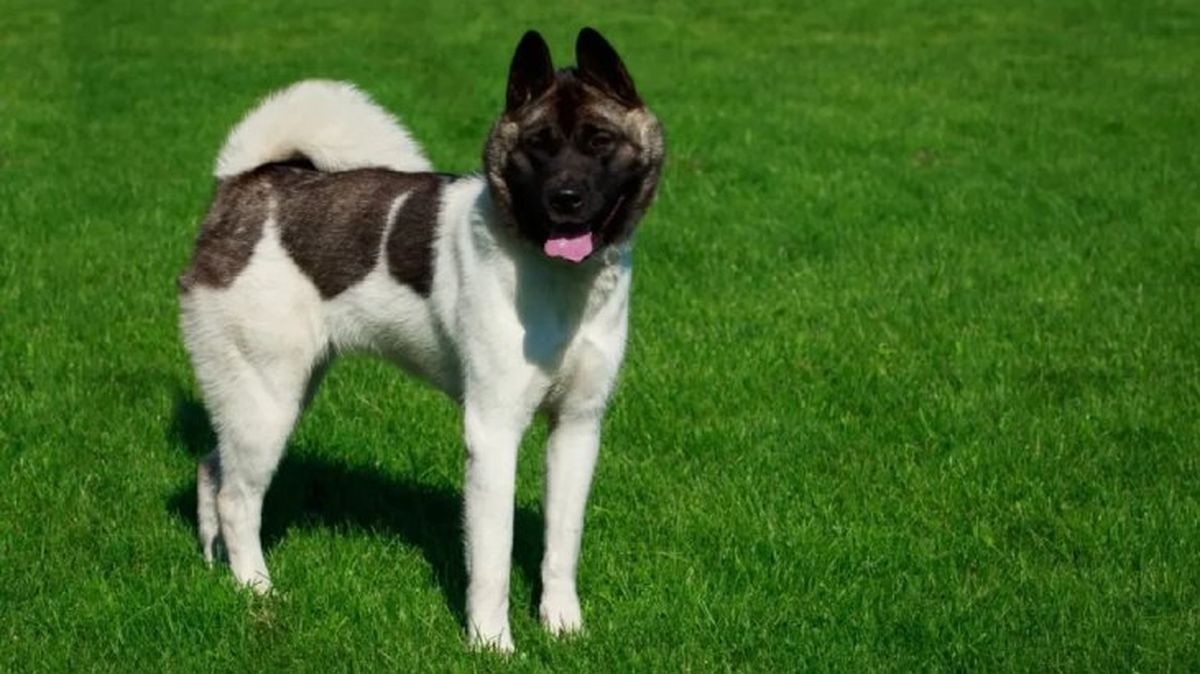 perros japoneses akita americano 2