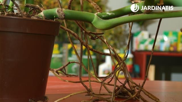 planta trepadora costilla de adan monstera deliciosa brico 390 jardin xl