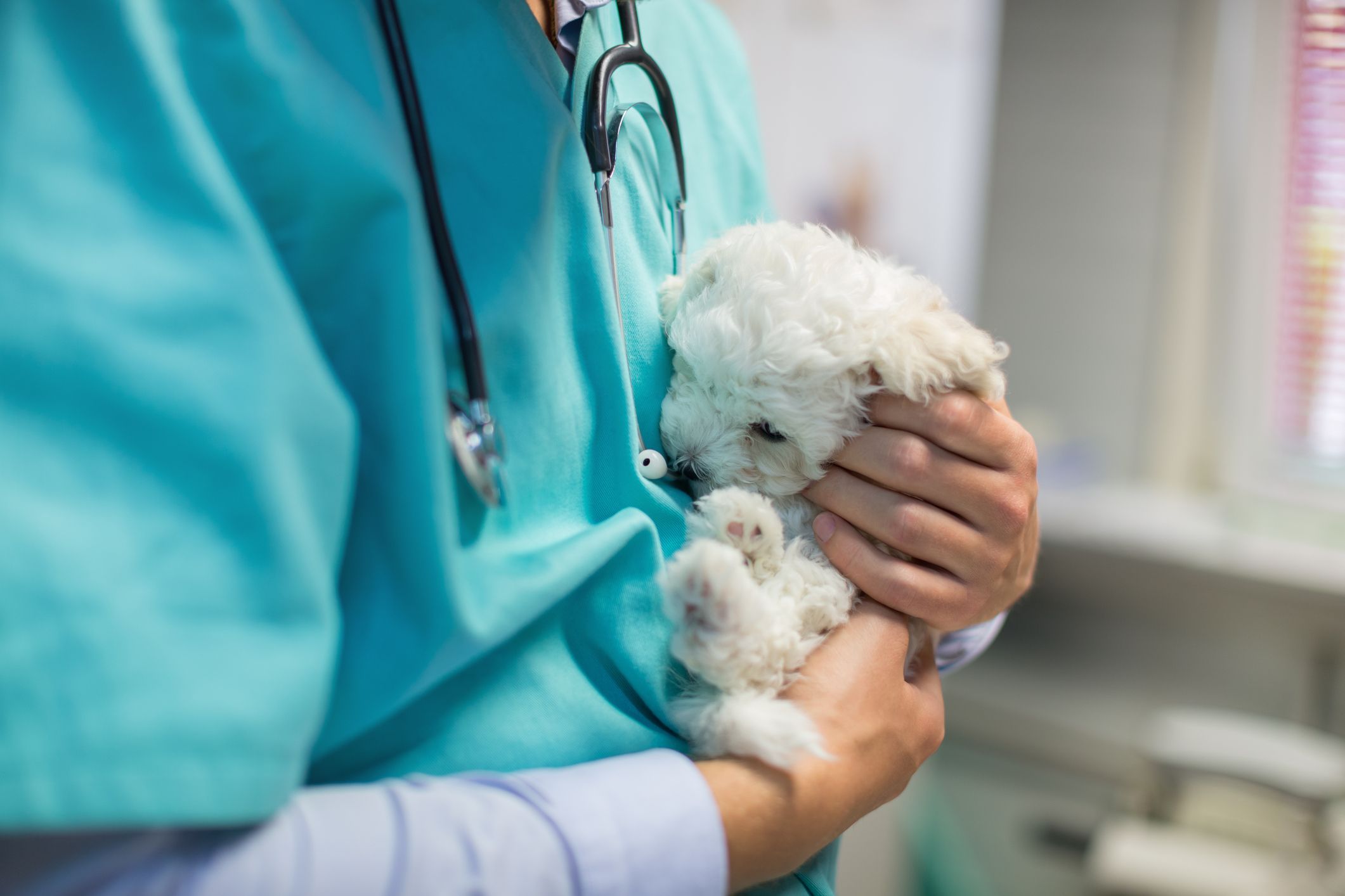 veterinario cachorro