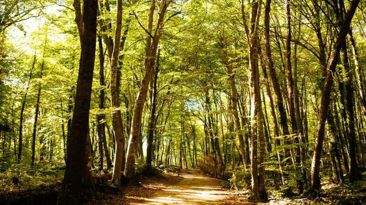 evolucion convergente en arboles