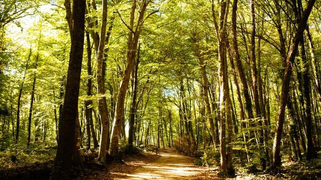 evolucion convergente en arboles