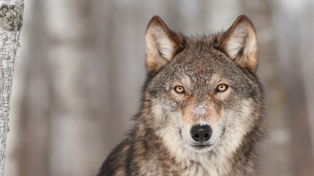 animales nocturnos lobo
