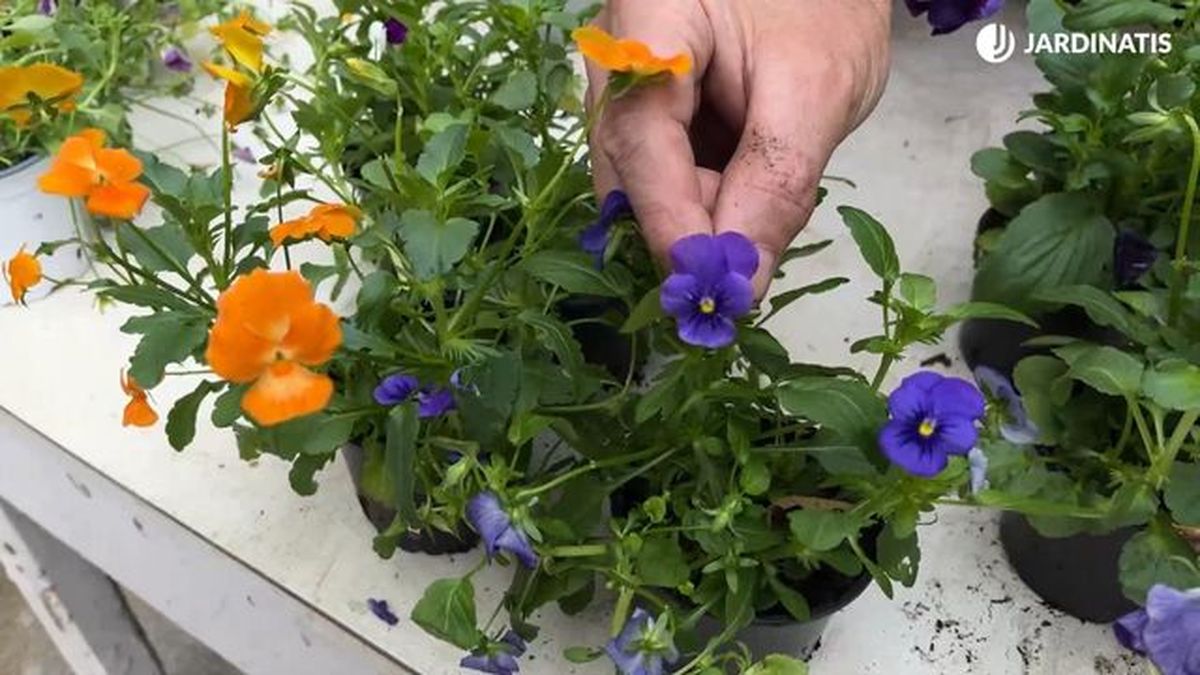 tipos de violas jardinatis 22 25