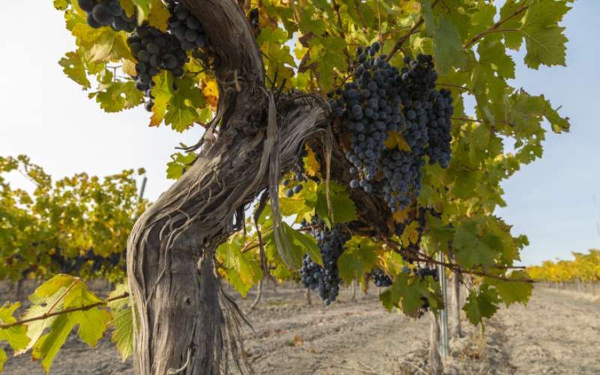 La provincia de Zaragoza cuenta con 18.000 hectáreas de uva garnacha.