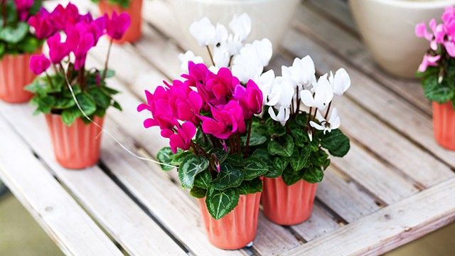 El ciclamen es unas de las plantas de otoño e invierno más decorativas