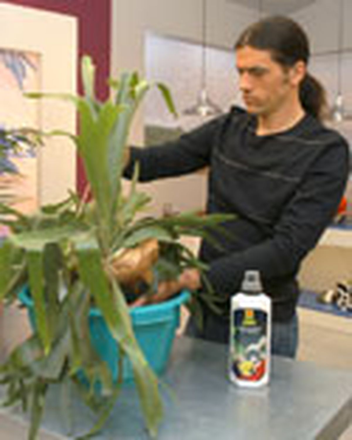 composicion Dicksonia 4