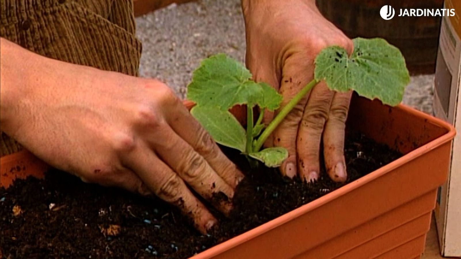 La reproducción de la calabaza te proporcionará deliciosas hortalizas