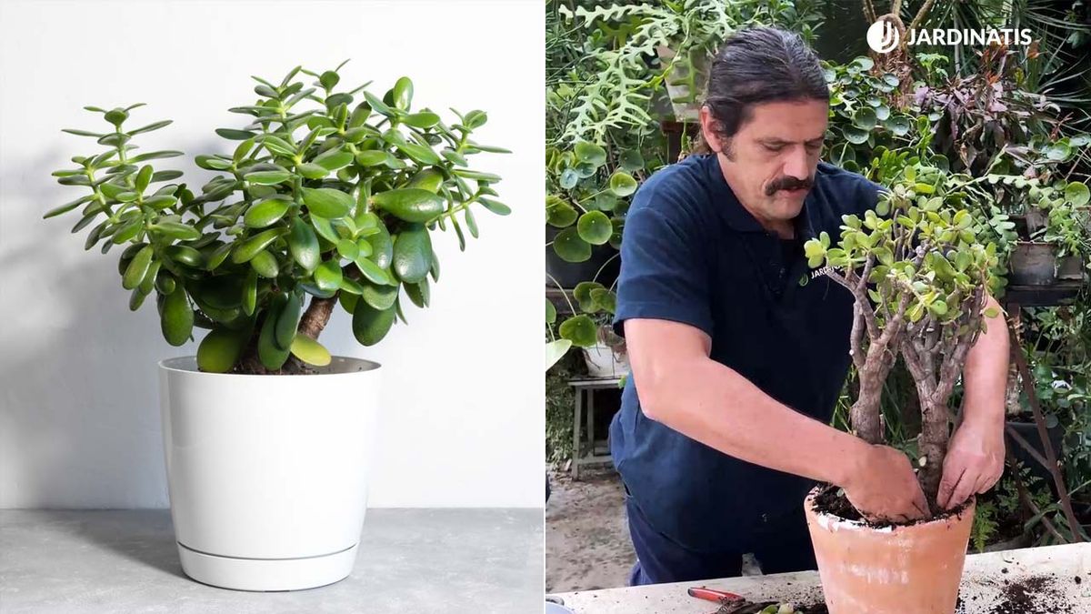 crassula ovata arbol de jade xl jardinatis 22 22