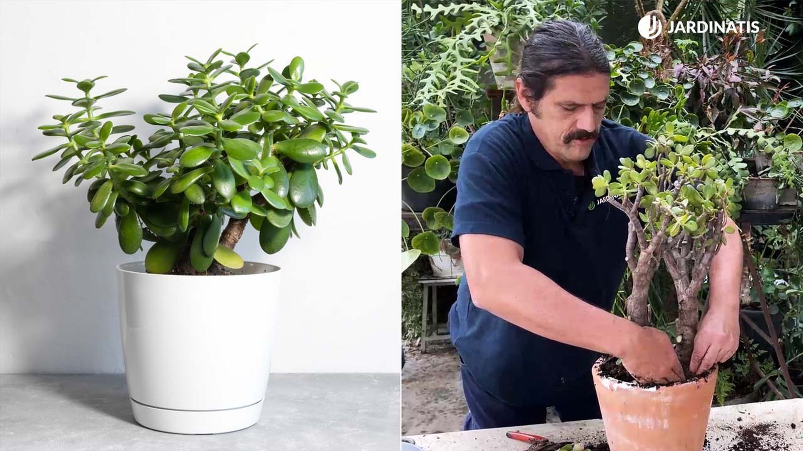 crassula ovata arbol de jade xl jardinatis 22 22