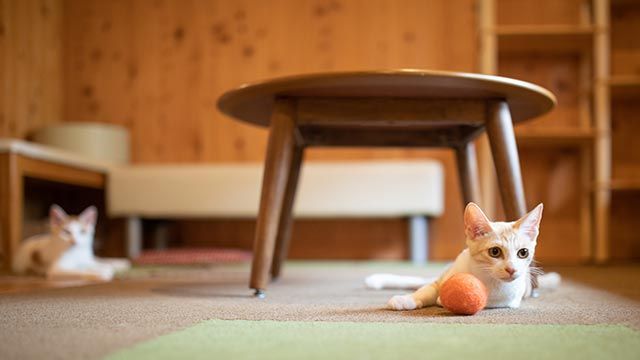 cat cafe