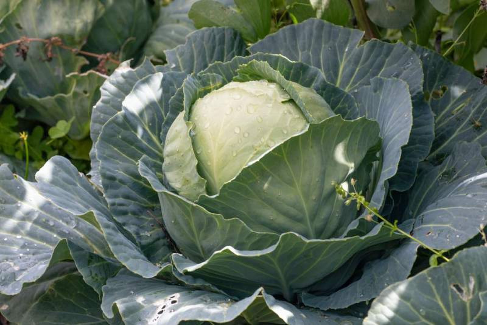 Col en la huerta