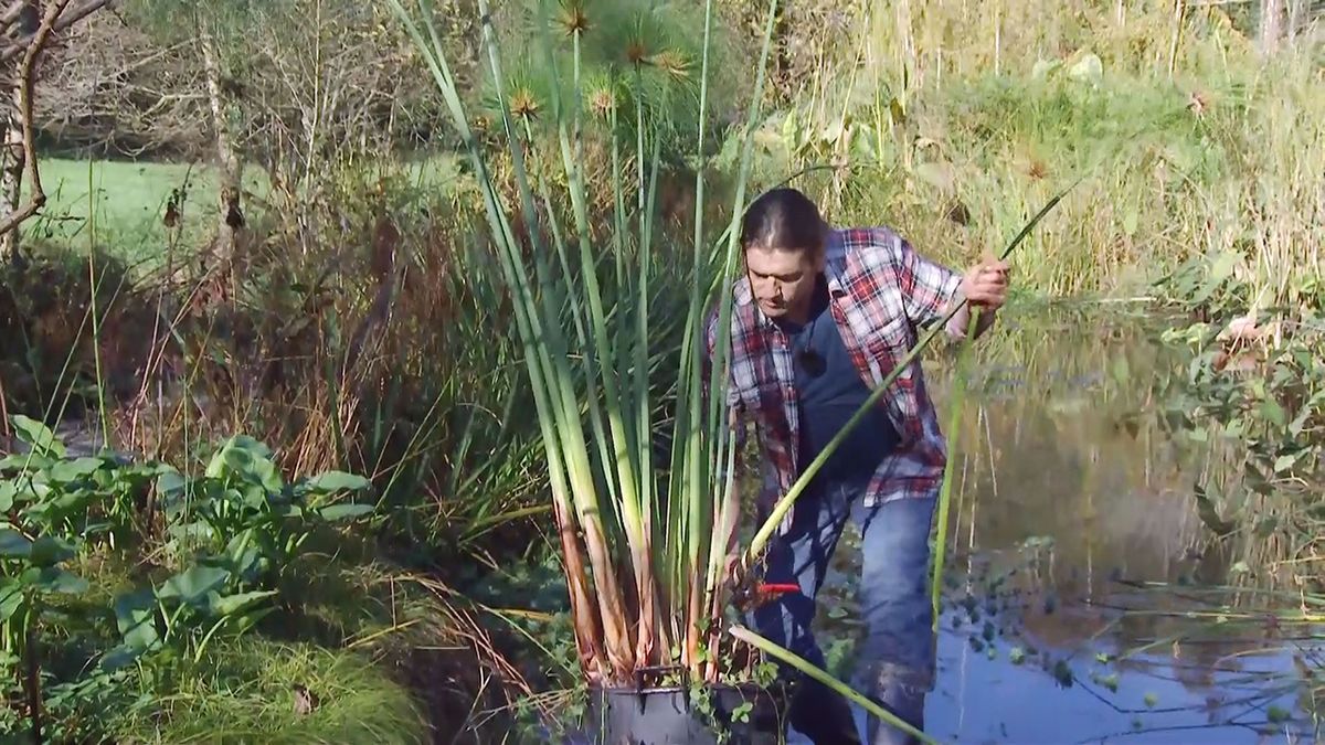 deco 676 cuidados papiro invierno poda ramas viejas