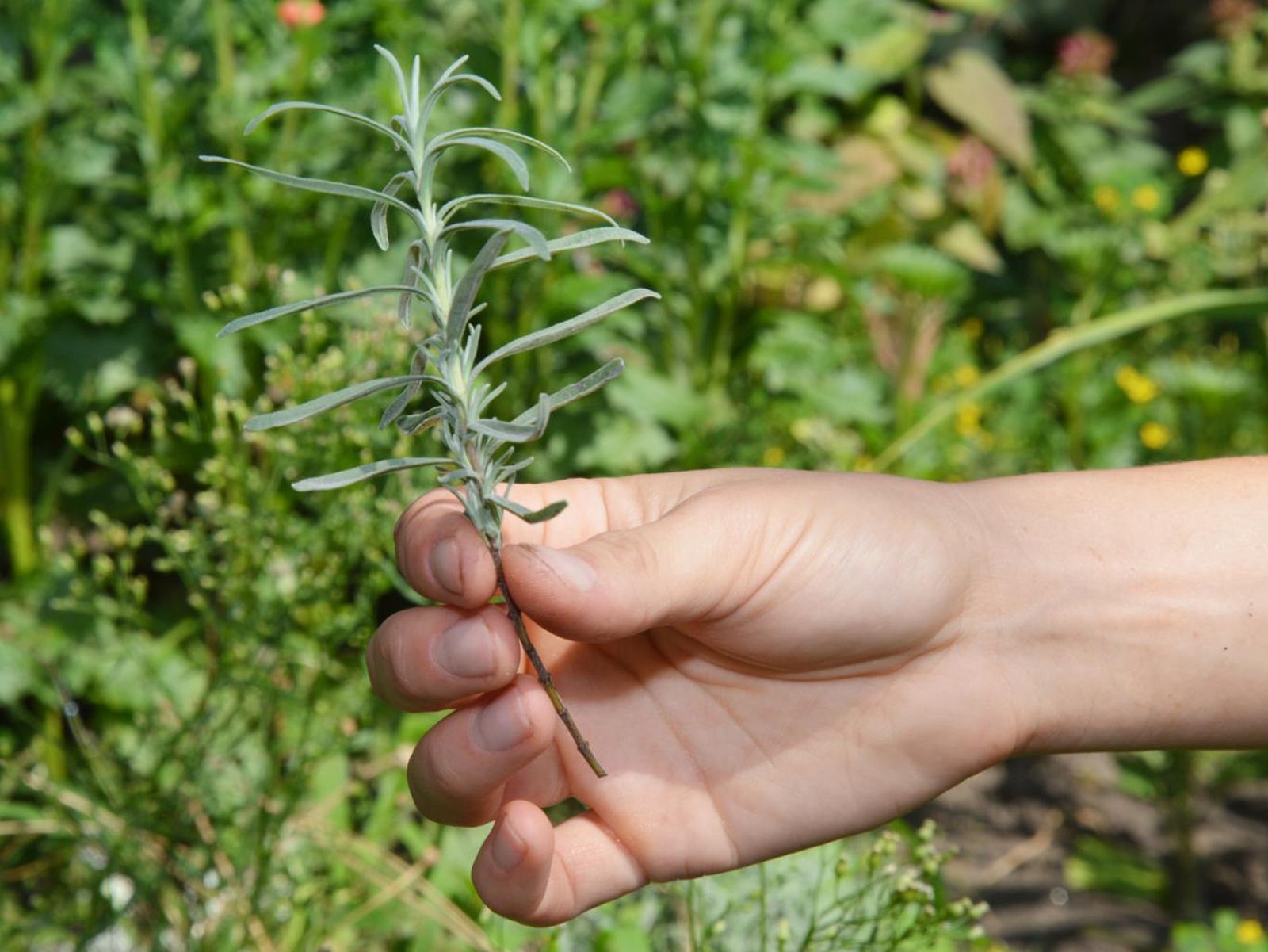 Esqueje de lavanda.