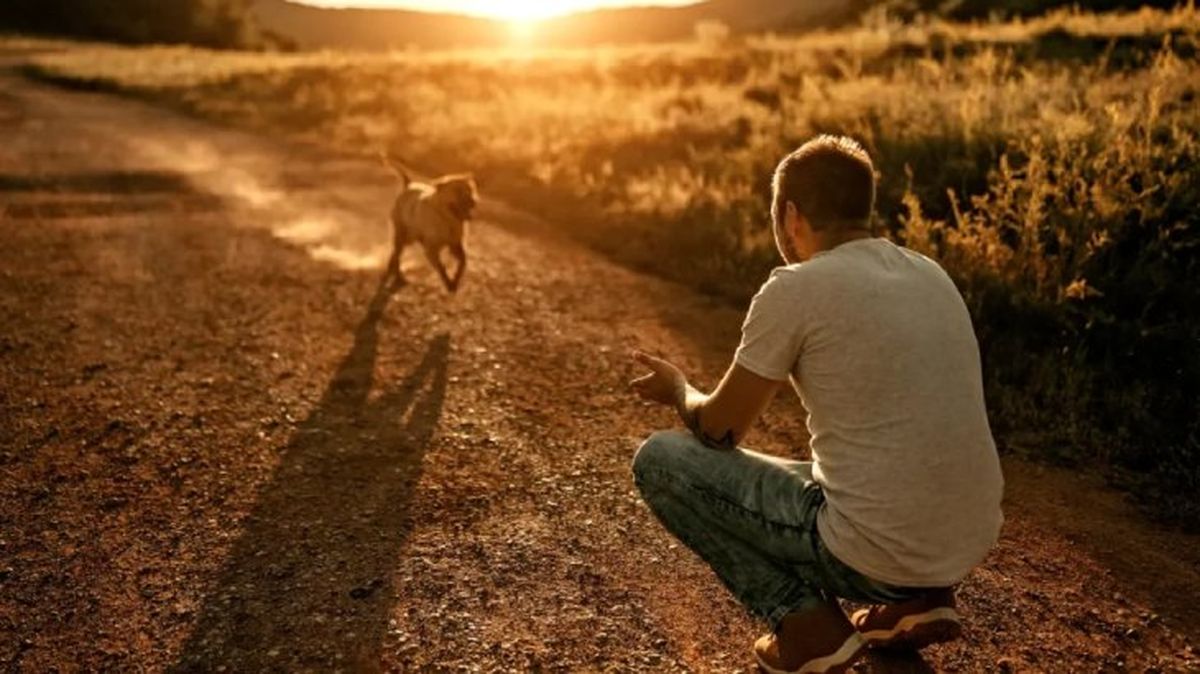 como saber si mi perro me quiere 5