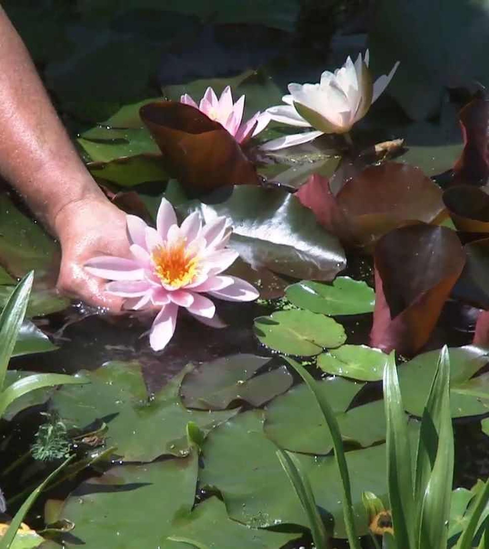 Nenúfar de flor rosada en un estanque