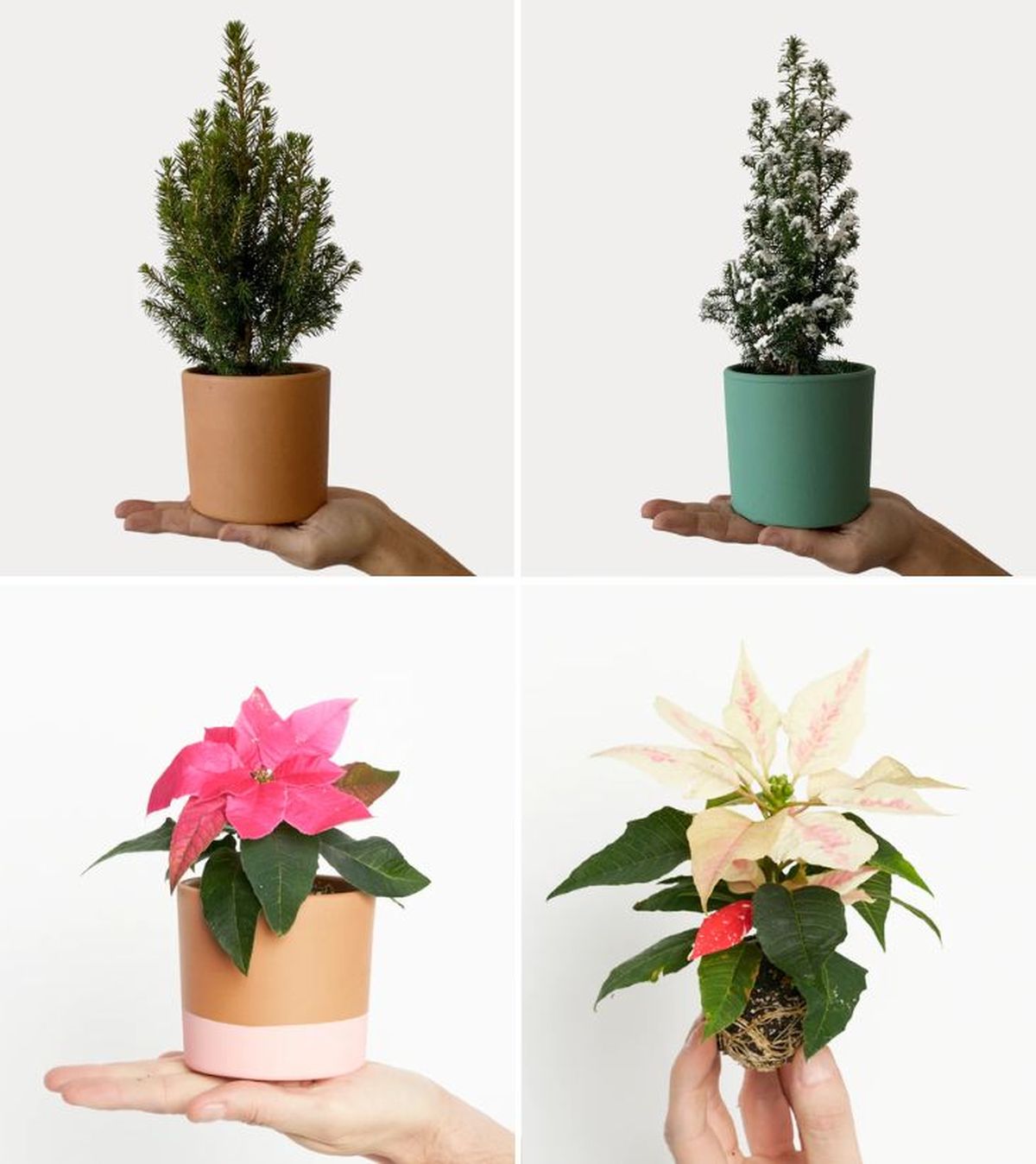 arbol de navidad mini poinsettia rosa poinsettia blanca purplant