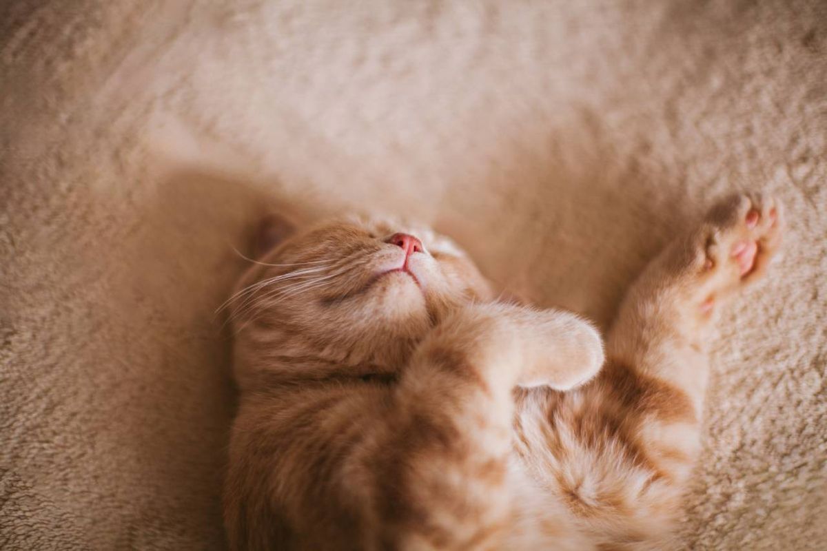 Las posturas de dormir que tiene tu gato cuentan con diversos significados.