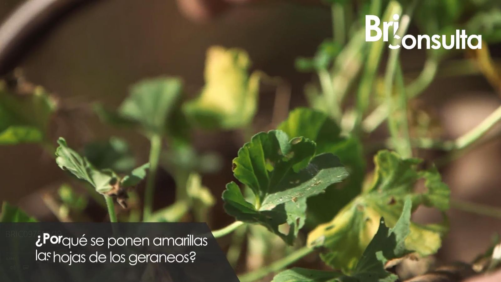 975 jardineria briconsulta hojas amarillas geranio