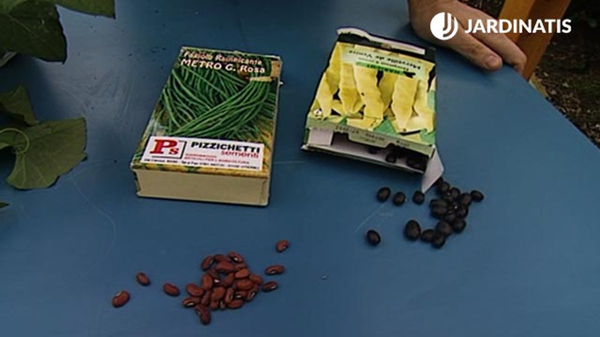 sembrar semillas de judias en la terraza brico 604 jardin