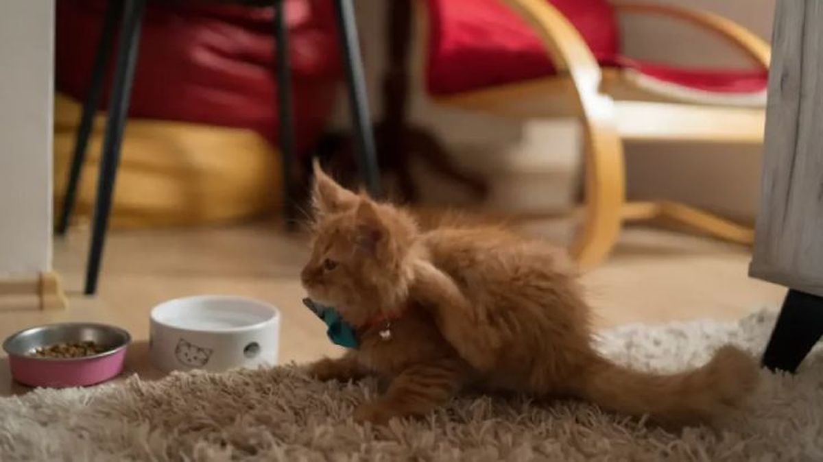 por que mi gato duerme entre mis piernas 2