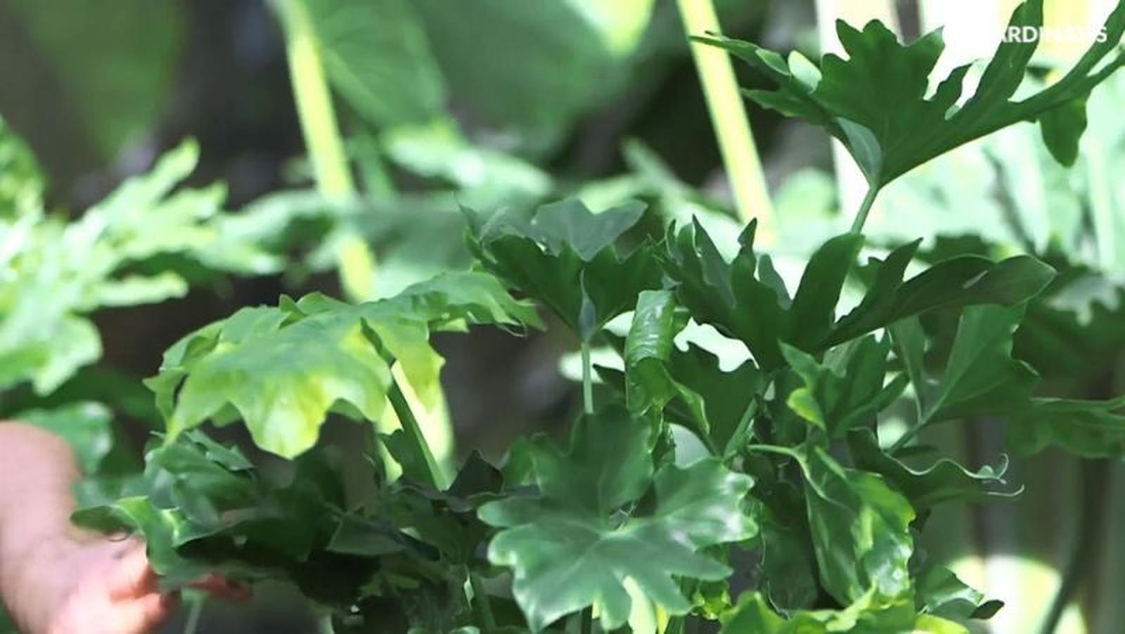 Philodendron hope