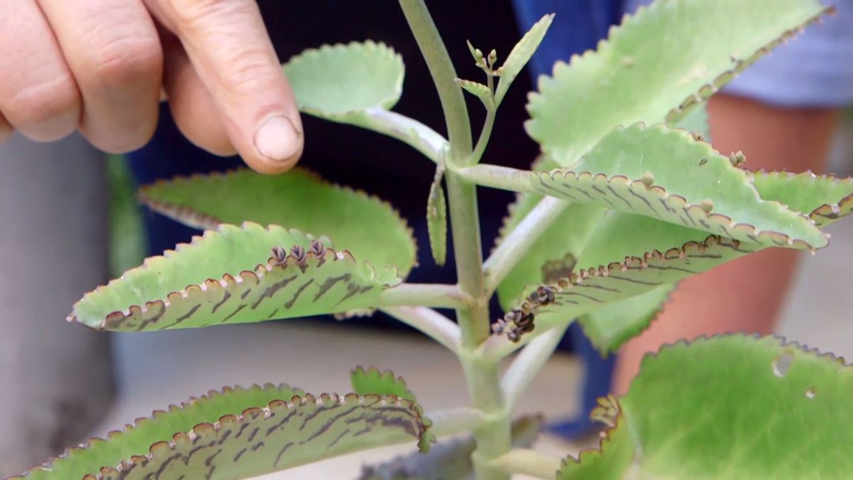 brico 933 3 kalanchoe beharensis hojas plantulas