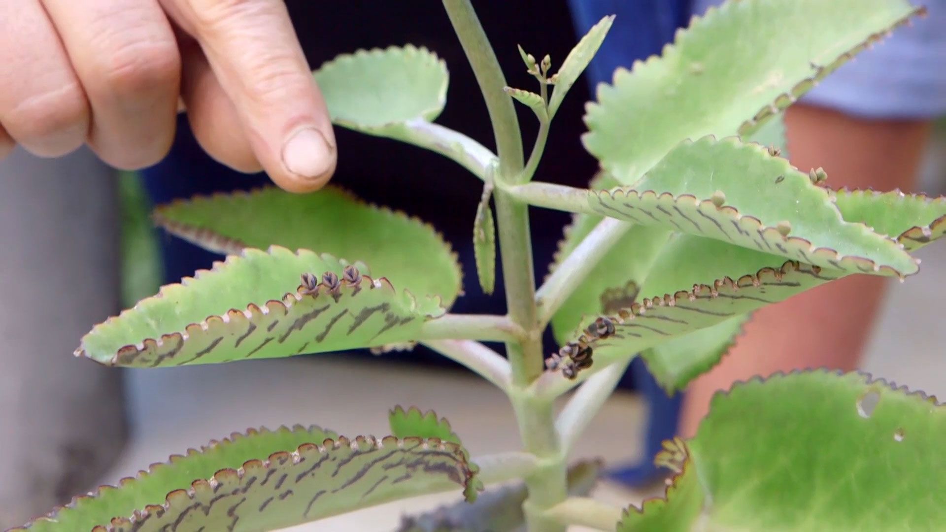 brico 933 3 kalanchoe beharensis hojas plantulas