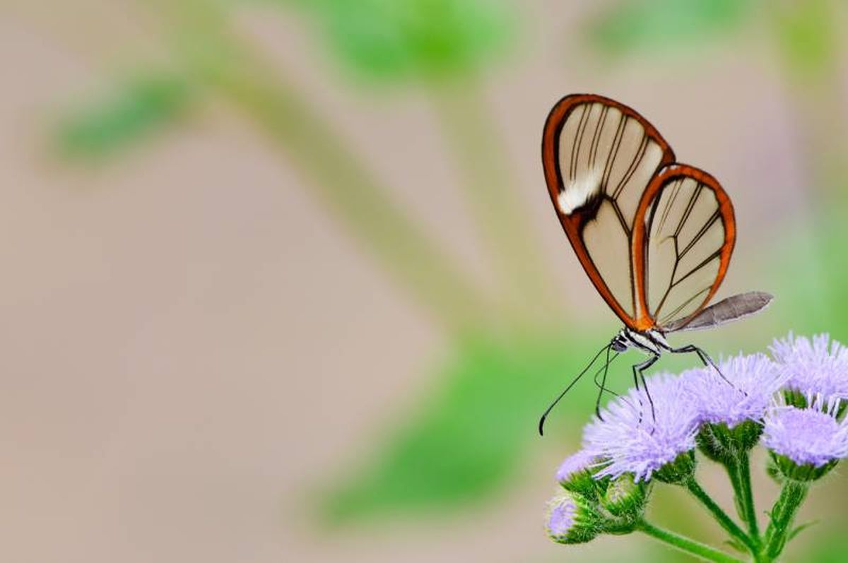 Que no nos engañe la fragilidad y belleza de su cuerpo, ya que esta mariposa es tóxica.
