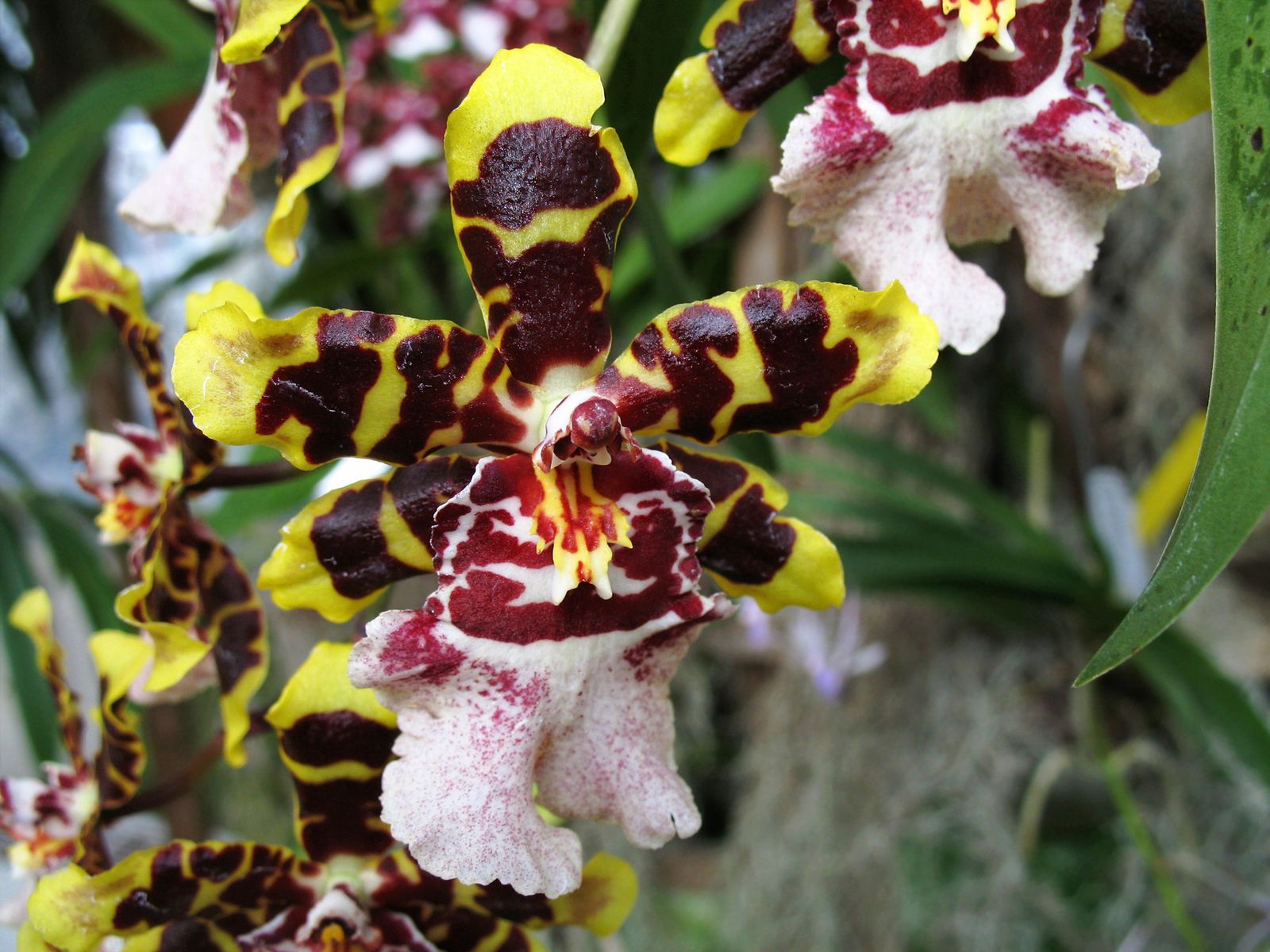 orquidea tigre xl