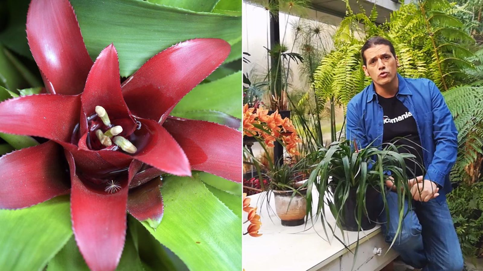 briconsulta como conseguir bromelia vuelva florecer