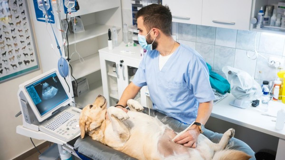 como saber si mi perro tiene fiebre 11