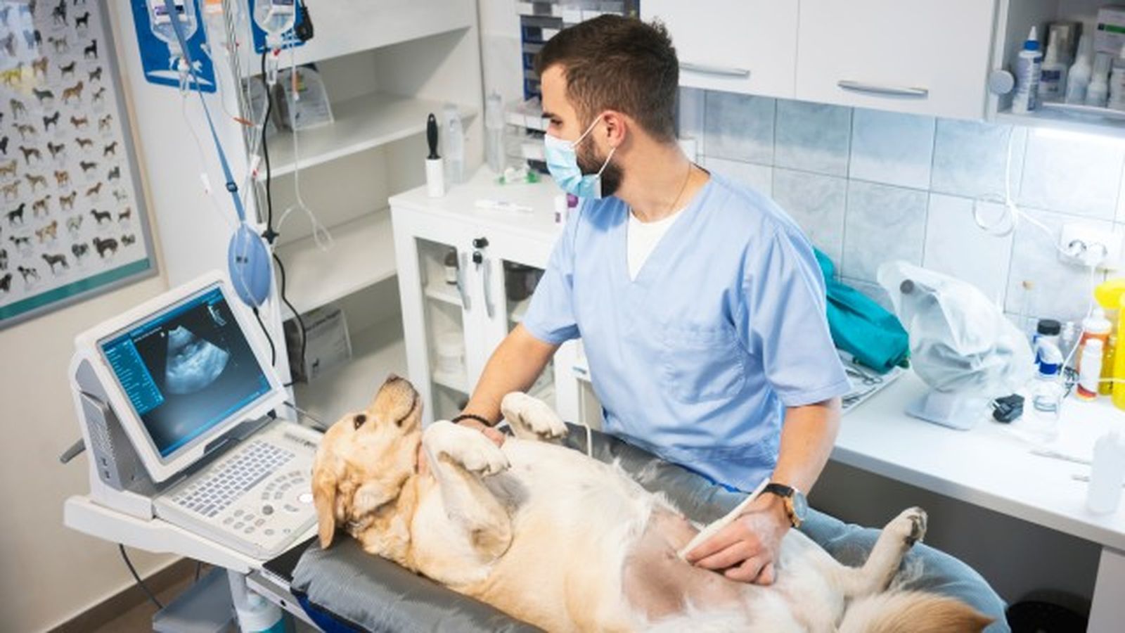 como saber si mi perro tiene fiebre 11