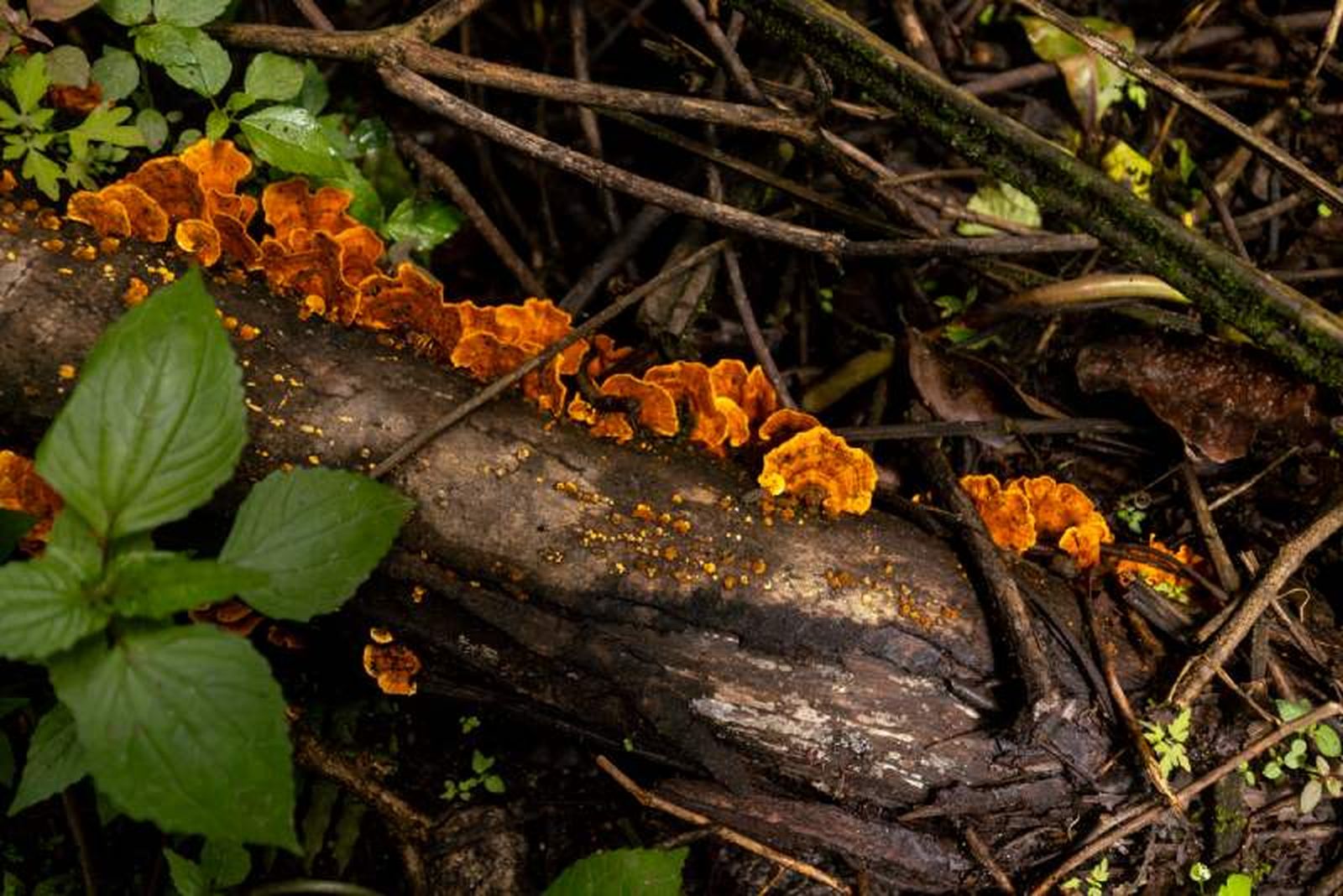Los hongos saprófitos, como Ganoderma y Polyporus, descomponen materia orgánica muerta, ayudando a reciclar nutrientes en los ecosistemas.