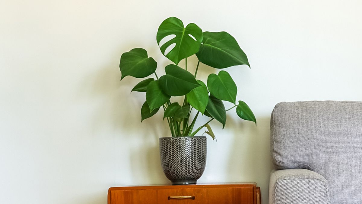 monstera plantas