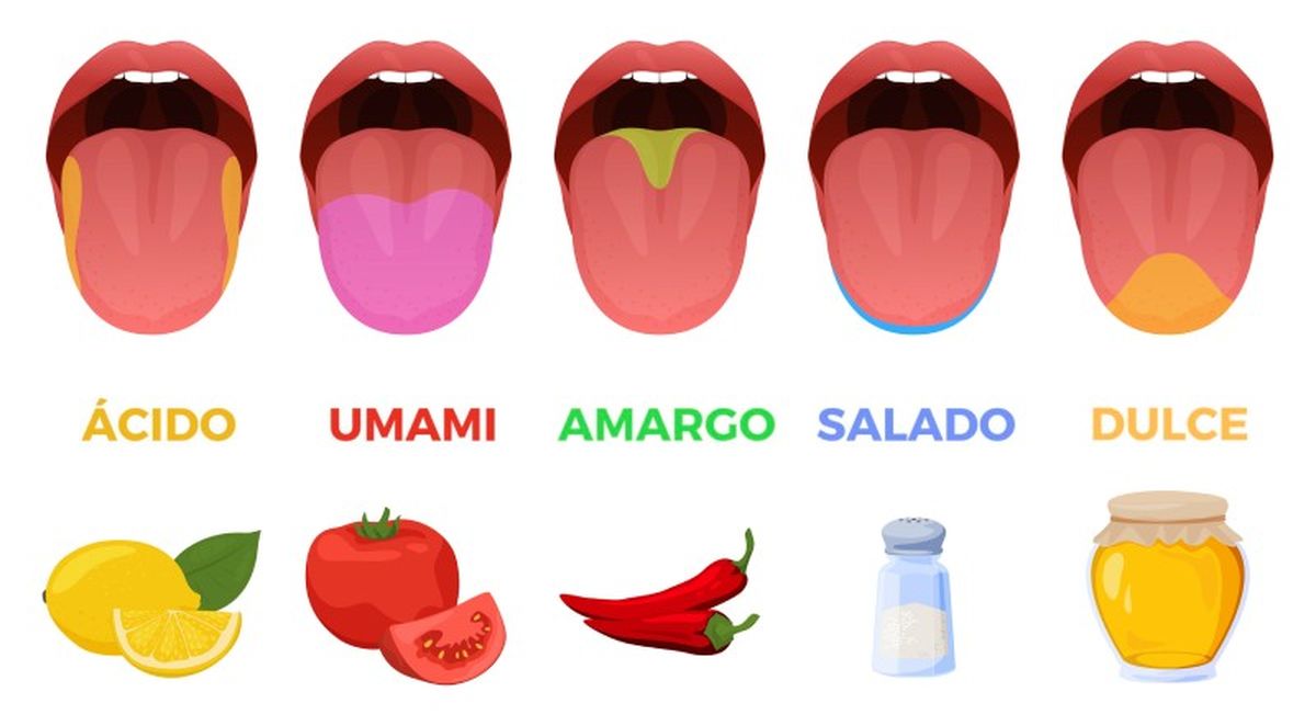 Sabores básicos y qué zonas de la lengua los perciben