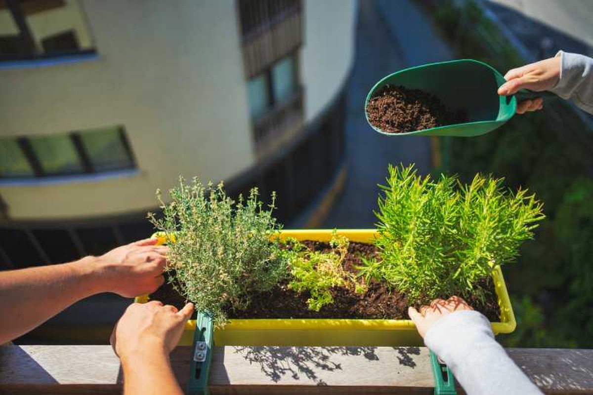 Planta de tomillo y romero