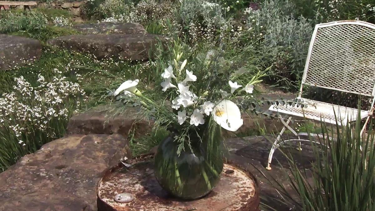 deco 738 jardineria watsonia composicion Acacia cultriformis