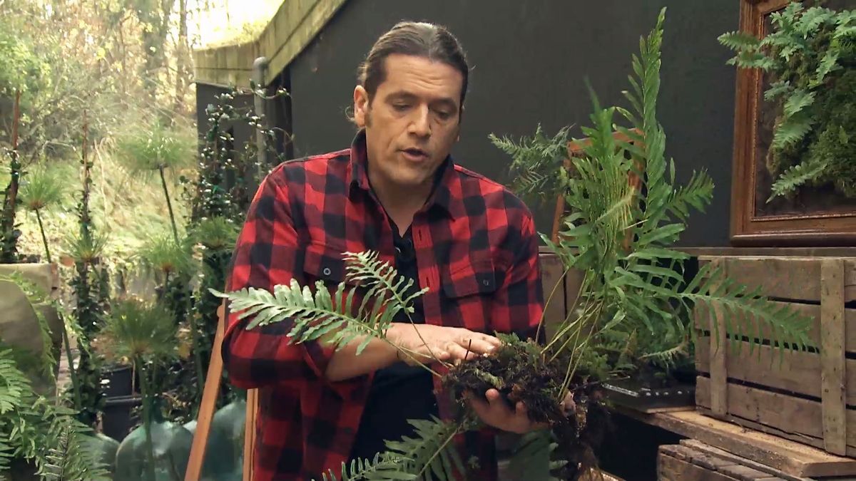 Deco 721 jardineria helecho inigo