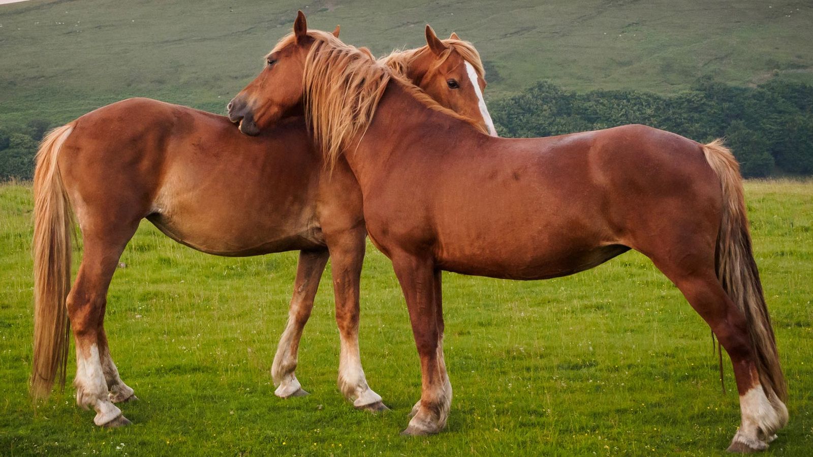 mejores abrazos mundo animal 9