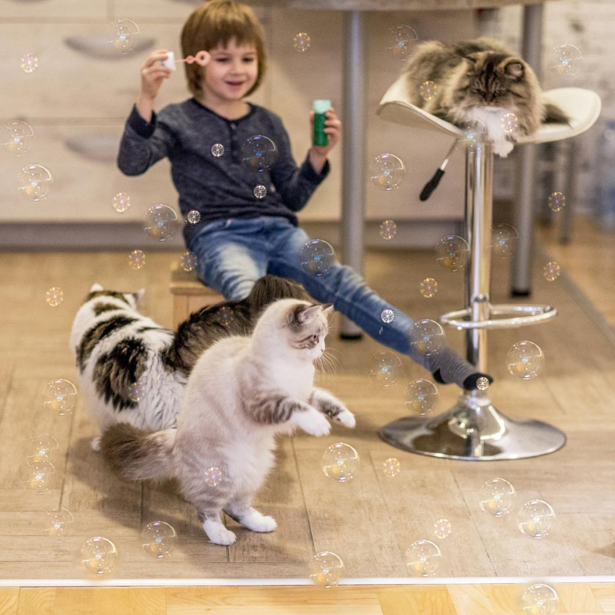 Los pomperos de catnips son el juguete perfecto para fomentar la conexión entre humanos y gatos.