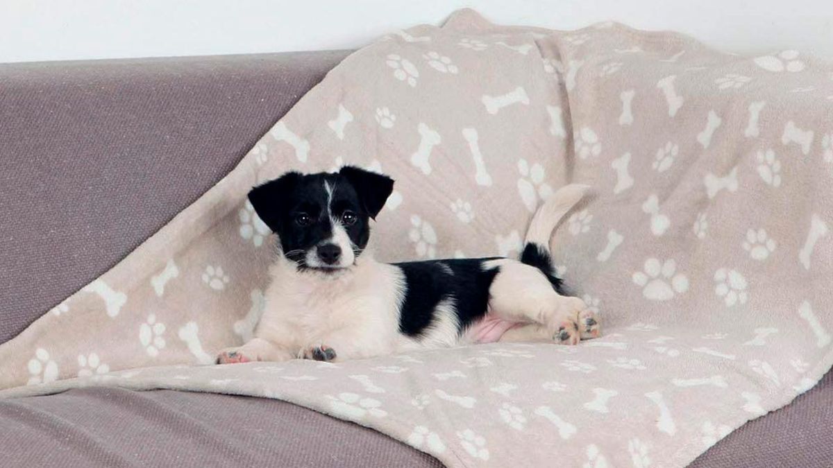 mantitas economicas perros gatos 4