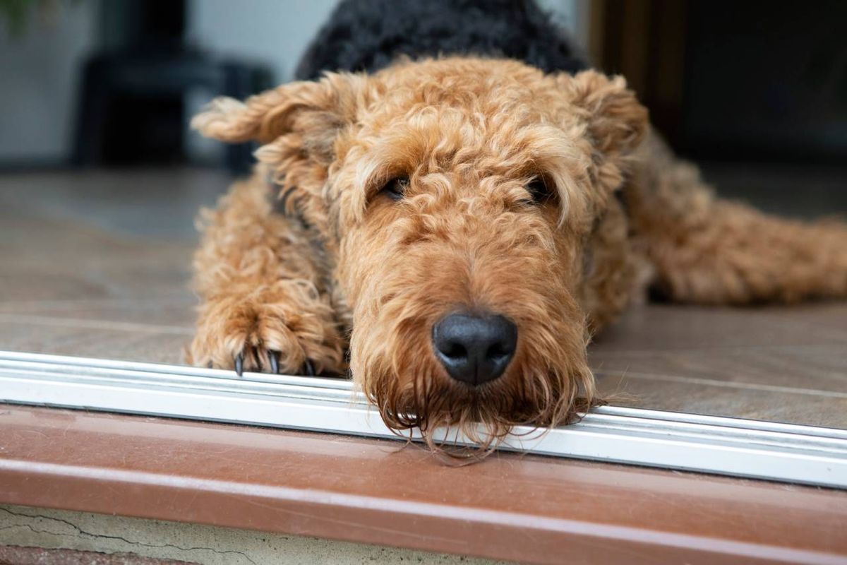 El Airedale Terrier es un perro de gran inteligencia, valentía y versatilidad.