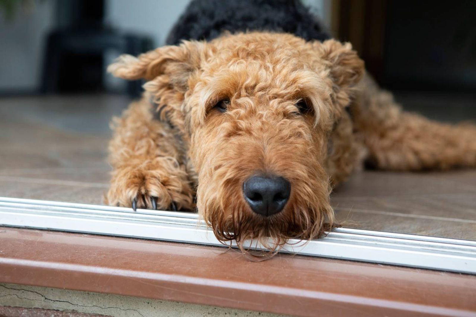 El Airedale Terrier es un perro de gran inteligencia, valentía y versatilidad.