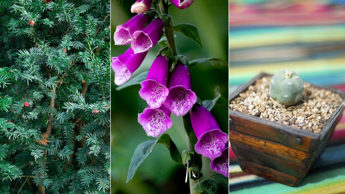 deco 545 plantas toxicas venenosas xl