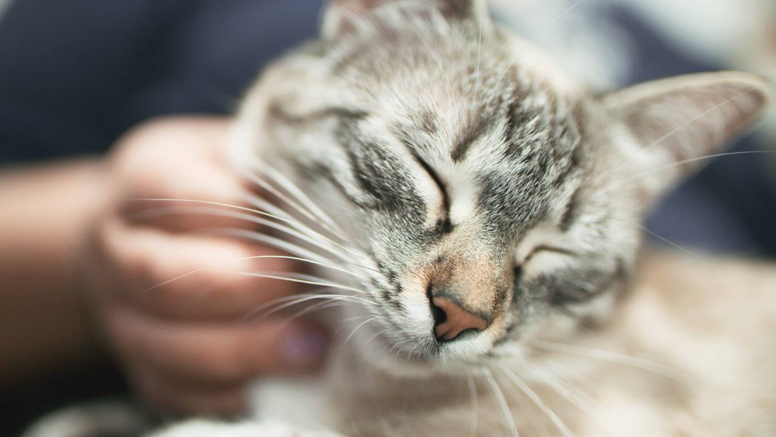 Se recomienda la castración entre los 4 y 6 meses de edad.