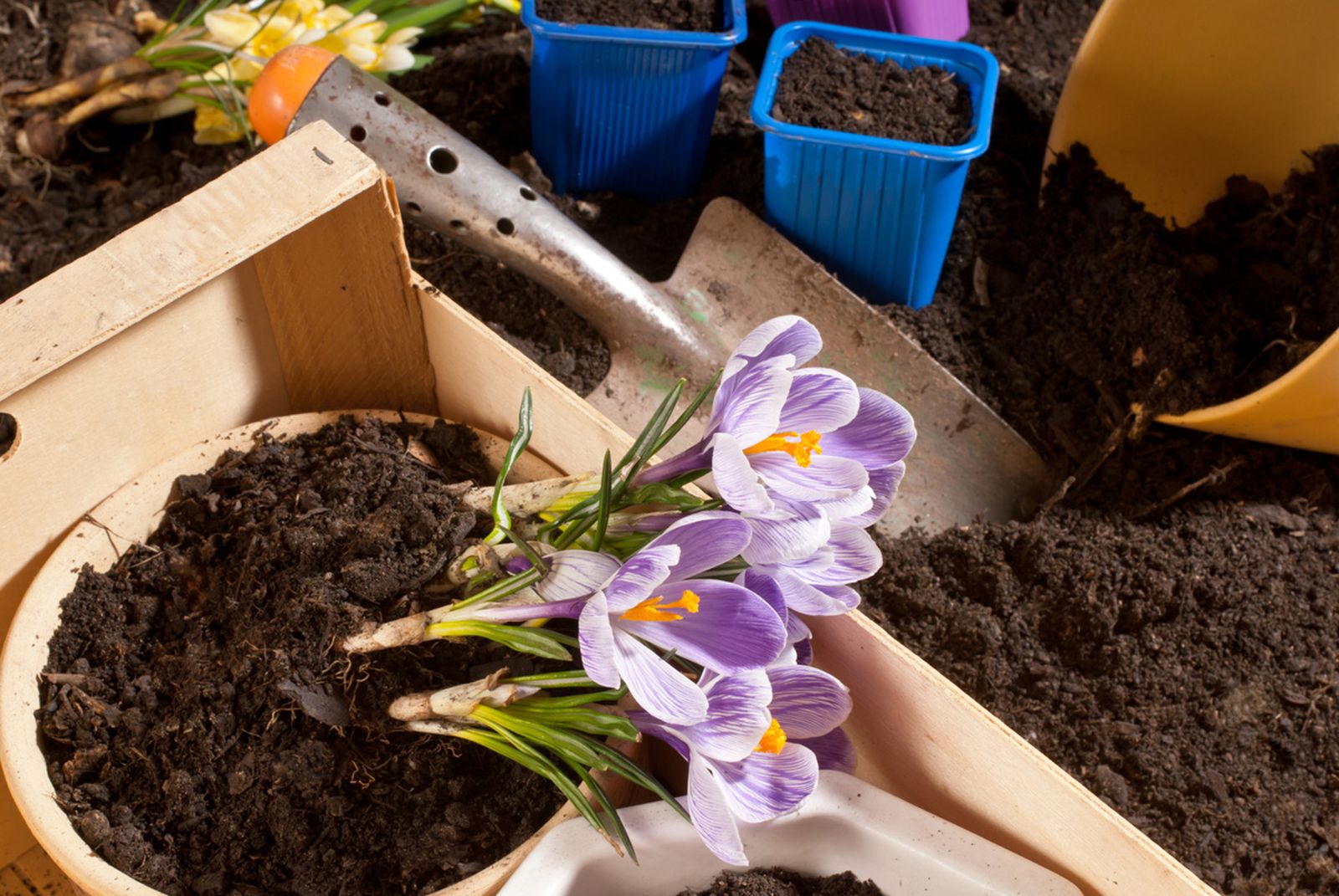Esquemas de plantación