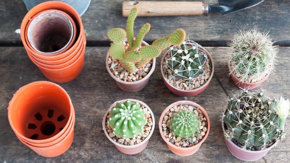 La reproducción de cactus puede realizarse por distintos métodos